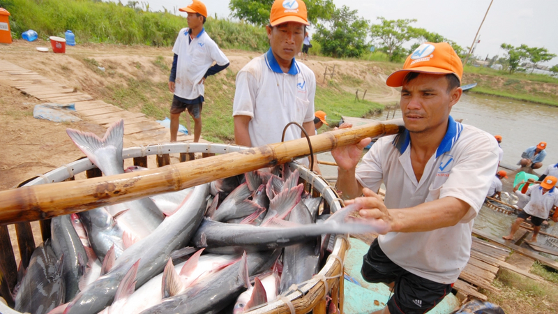 7 tháng đầu năm 2025, CPTPP trở thành điểm sáng nổi bật về nhập khẩu cá tra Việt Nam. Ảnh: Huy Khánh