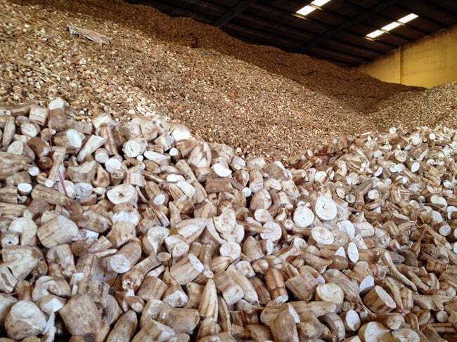 Giá sắn nguyên liệu vẫn giữ ở mức ổn định, chưa xuất hiện những biến động đáng kể