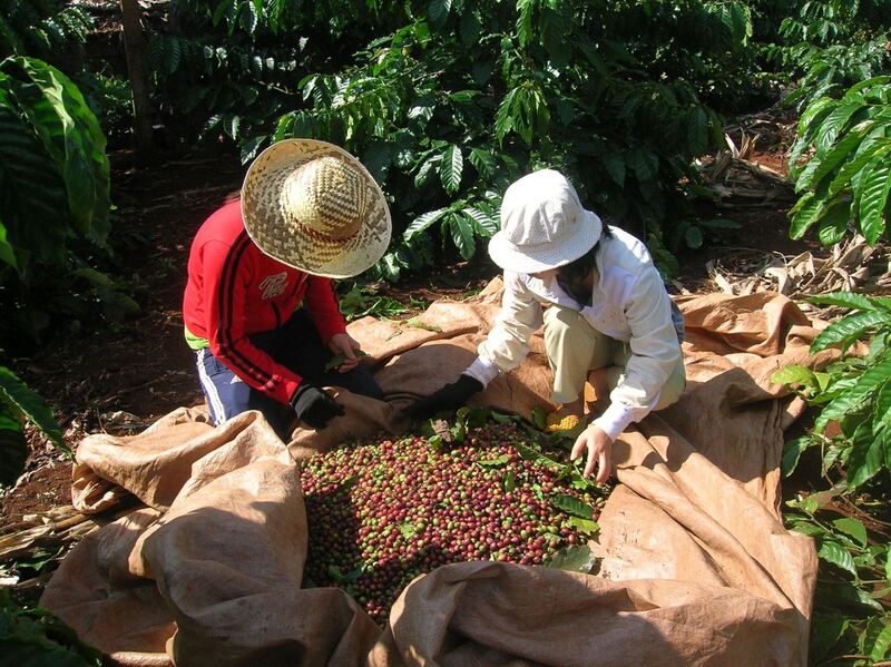 Cà phê là một trong những sản phẩm xuất khẩu chủ lực sang Bắc Âu (Ảnh: TTXVN)
