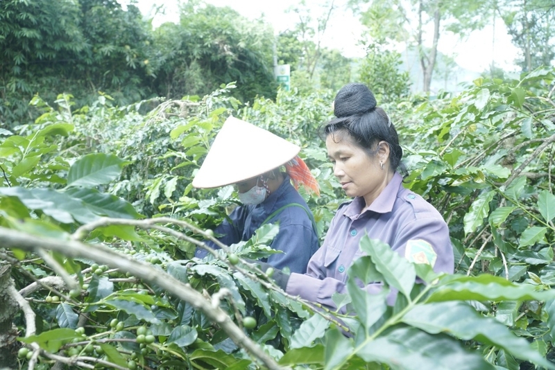 Tạo điều kiện để đồng bào dân tộc thiểu số vươn lên làm giàu bền vững. Ảnh: Minh họa