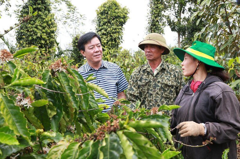 Ông Ngô Văn Đông - Tổng Giám đốc Công ty CP Phân bón Bình Điền (bìa trái) trao đổi với nông dân tham gia mô hình canh tác cà phê thông minh thích ứng với biến đổi khí hậu tại Tây Nguyên.