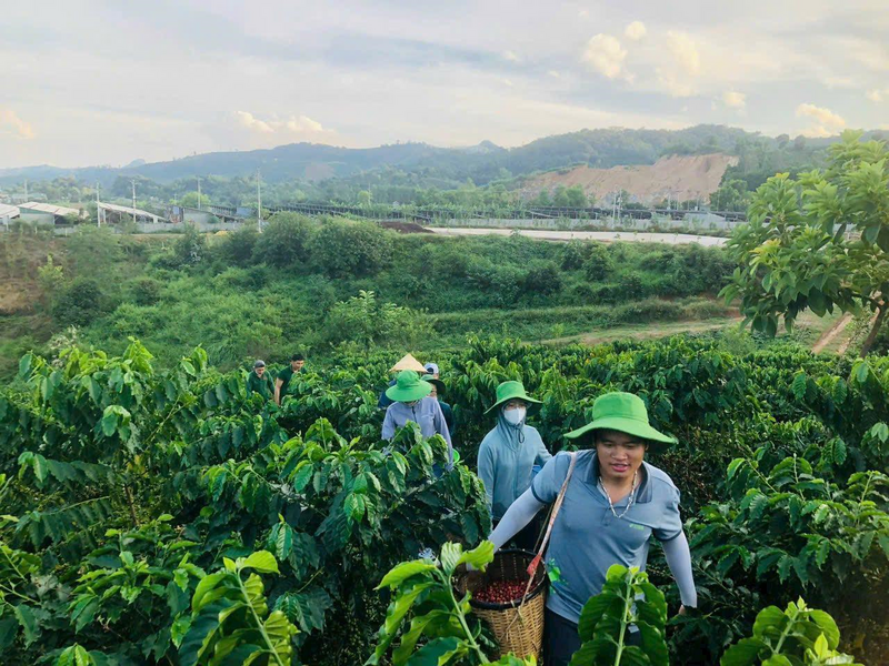 Nhờ ứng dụng công nghệ cao vào sản xuất, cây cà phê Sơn La cho sản lượng cao hơn, chất lượng tốt hơn. Ảnh: Phúc Sinh