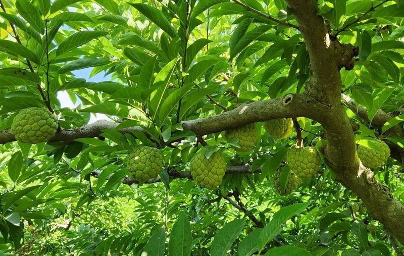 Thương hiệu na Mai Sơn cũng được nâng tầm nhờ nâng cấp kĩ thuật chăm sóc. Ảnh: Nguyễn Cường
