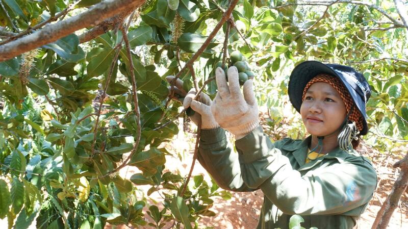 Xã Quảng Trực là một trong những “vùng lõi” trồng mắc ca của tỉnh Lâm Đồng, người dân đang có nguồn thu nhập ổn định từ cây trồng này. Ảnh: Báo Lâm Đồng