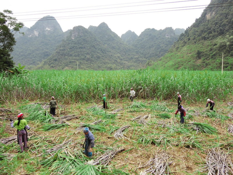 Cây mía giúp người dân Phục Hoà nâng cao thu nhập, cải thiện đời sống. Ảnh: Thanh Thư