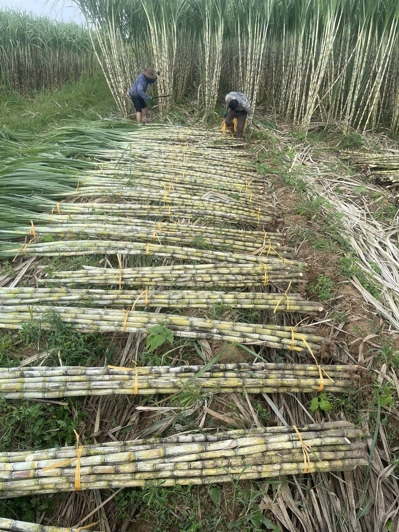 Chính quyền luôn tạo điều kiện cho người dân và doanh nghiệp phát triển và duy trì lợi ích lâu dài từ cây mía. Ảnh: Nguyễn Tùng