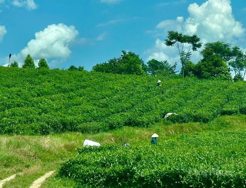 Không chỉ đem lại doanh thu cho doanh nghiệp, cây chè trên đất Tân Uyên còn tạo sinh kế cho hàng nghìn hộ dân.