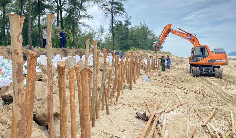 Cọc gỗ cao hơn 2m được sử dụng để gia cố tuyến đê Hội Thống