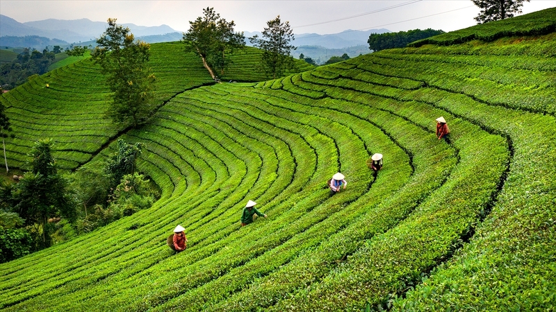 Những đồi chè bạt ngàn tại tỉnh Phú Thọ. Ảnh minh hoạ