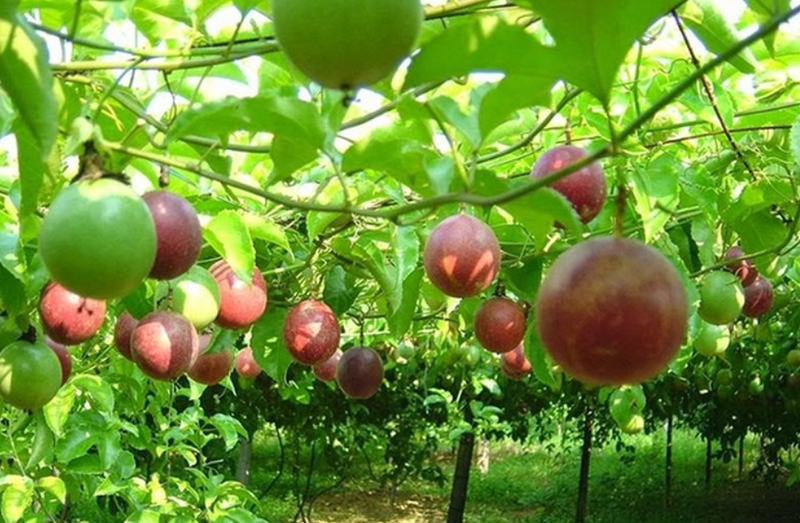 Chanh leo là mặt hàng có kim ngạch xuất khẩu sang thị trường EU lớn nhất trong 6 tháng đầu năm 2025, đạt 58,59 triệu USD, tăng 112,9% so với cùng kỳ năm 2024. Ảnh minh họa