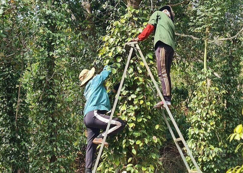 Người dân thu hoạch tiêu
