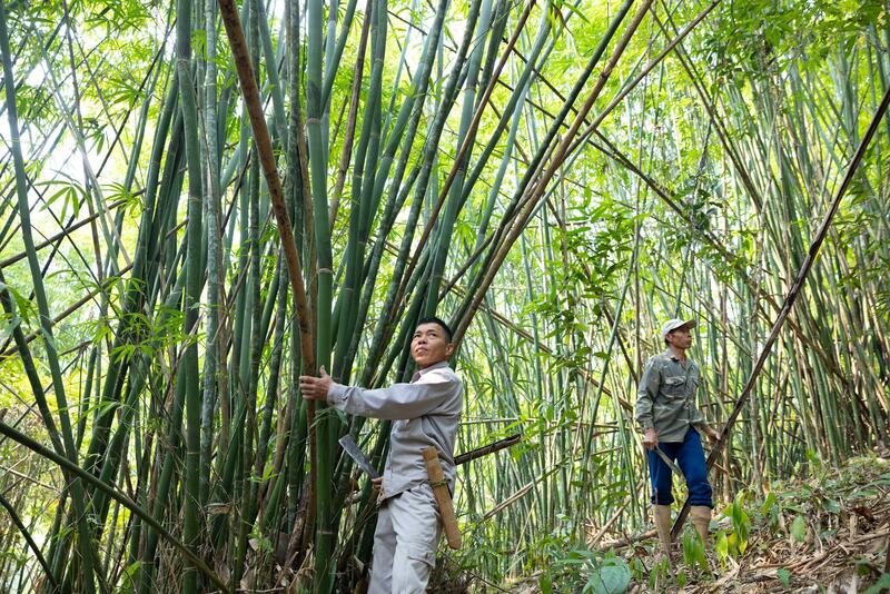 Cây luồng được ví như "vàng xanh" nơi miền sơn cước. Ảnh: Thanh Phúc