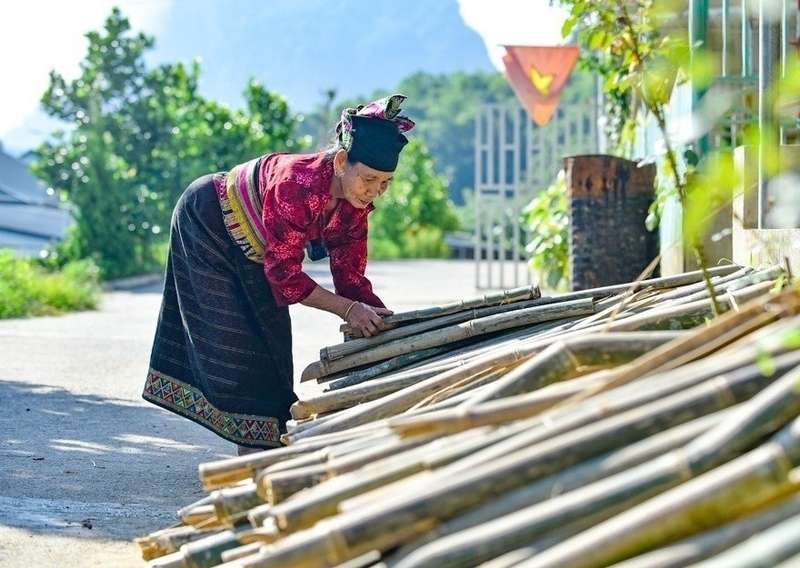 Cây luồng đã giúp bà con vùng cao xứ Thanh thoát nghèo, ổn định cuộc sống. Ảnh: Quỳnh Trâm