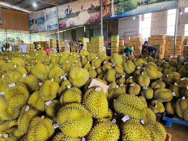 Sầu riêng là loại trái cây thế mạnh của Đắk Lắk (Ảnh minh hoạ)