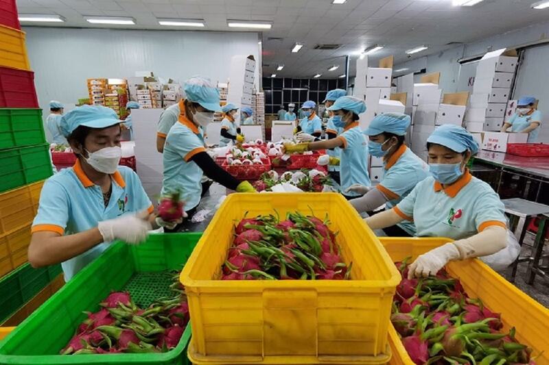 Xuất khẩu rau quả sang EU duy trì ở mức khoảng 50 triệu USD/tháng, cho thấy xu hướng tăng trưởng ổn định và bền vững