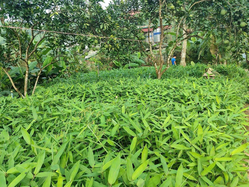 Với đặc điểm dễ trồng, chi phí thấp, lợi nhuận lại cao hơn ngô, sắn và được bao tiêu đầu ra, giúp người dân không phải lo lắng về nguồn bán ra. Ảnh P.X