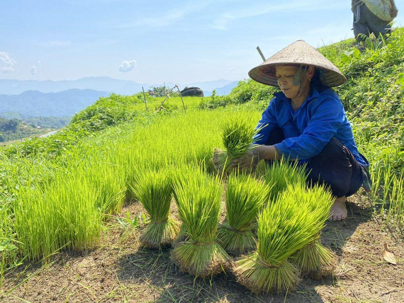 Nhờ chuyển đổi canh tác theo hướng hữu cơ, giống lúa nếp Tài đã tăng năng suất và có thương hiệu trên thị trường nông sản Việt. Ảnh: Cúc Nguyễn