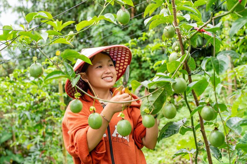 Nhờ trồng chanh leo nhiều hộ gia đình tại Dào San Lai Châu đã có cuộc sống ấm no. Ảnh: Plan.