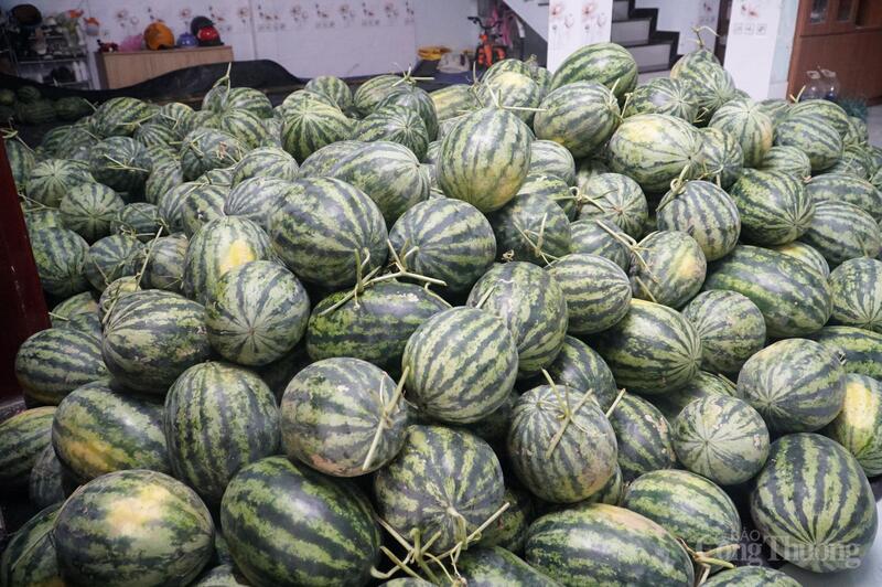 Hơn 25 tấn dưa được tiêu thụ, hiện còn khoảng 10 tấn dưa đang tiếp tục được phường Hải Vân và các tổ chức, người dân kết nối, tiêu thụ