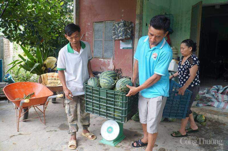 Hộ gia đình ông Nguyễn Đức Quảng đã được kết nối tiêu thụ hết toàn bộ hơn 2 tấn dưa 'chạy bão số 5'