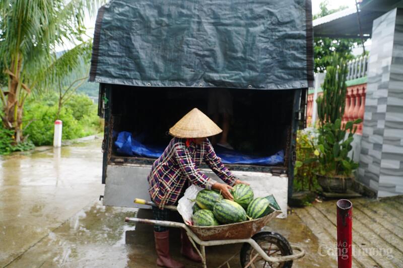 Ngoài phường Liên Chiểu, phường Hòa Khánh cũng đưa xe lên vận chuyển hỗ trợ tiêu thụ hơn 3 tấn dưa trong sáng 25/8. Trước đó, chiều 24/8, trường mầm non Hướng Dưỡng hỗ trợ tiêu thụ 3 tấn dưa