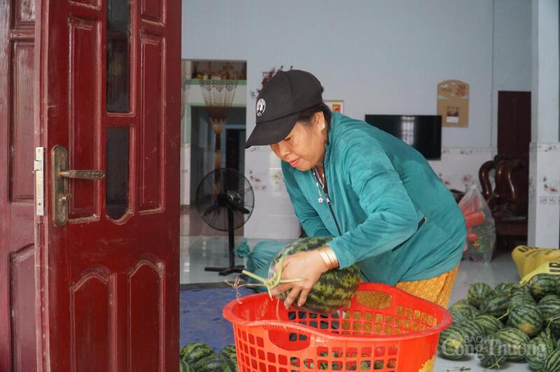 Giá dưa bán cho thương lái thu mua là 9.000 - 10.000 đồng/kg, giá bán 'chạy bão' là 7.000 đồng/kg