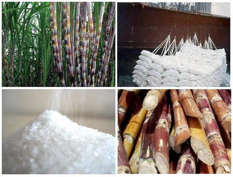 Nghiên cứu hỗ trợ doanh nghiệp ngành mía đường duy trì sản xuất bền vững - Ảnh minh họa