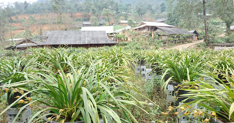 Vườn Lan tại Lai Châu.