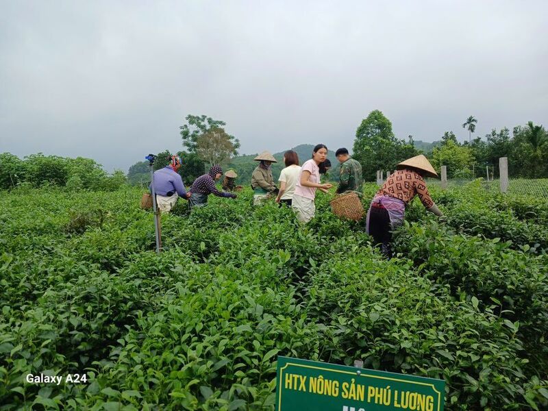 Vườn chè của Hợp tác xã nông sản Phú Lương. Ảnh: Trang cá nhân của nhân vật