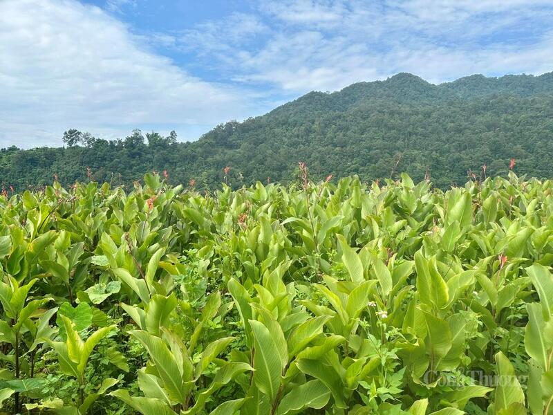 Cây dong riềng giờ đây không chỉ đơn thuần là cây trồng, mà đã trở thành “cây hy vọng” của hàng trăm hộ dân ở xã Bình Lư, tỉnh Lai Châu.