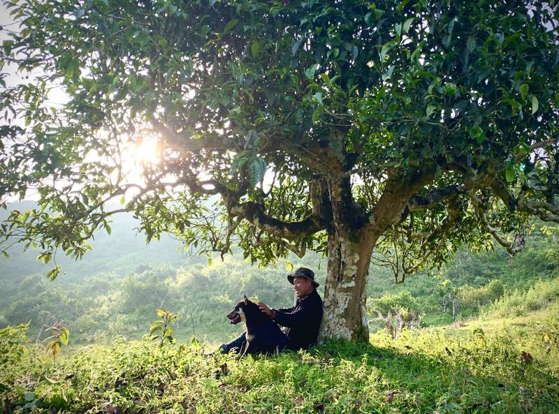 Giá trị của chè Suối Giàng không chỉ đến từ sự độc đáo của tự nhiên mà còn từ dấu ấn pháp lý quan trọng (Ảnh: HTX hệ sinh thái du lịch Suối Giàng)