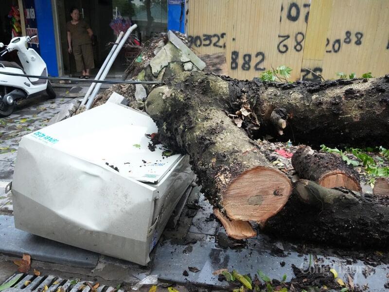 Bão số 5 đã khiến nhiều cây cổ thụ trên địa bàn tỉnh đổ gãy và gây hư hỏng tài sản trên lưới điện PC Thanh Hóa quản lý