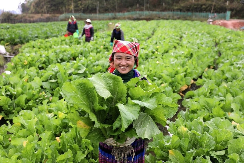 Mù Cang Chải là địa phương có tiềm năng, lợi thế phát triển nông nghiệp. Ảnh: Tuấn Anh