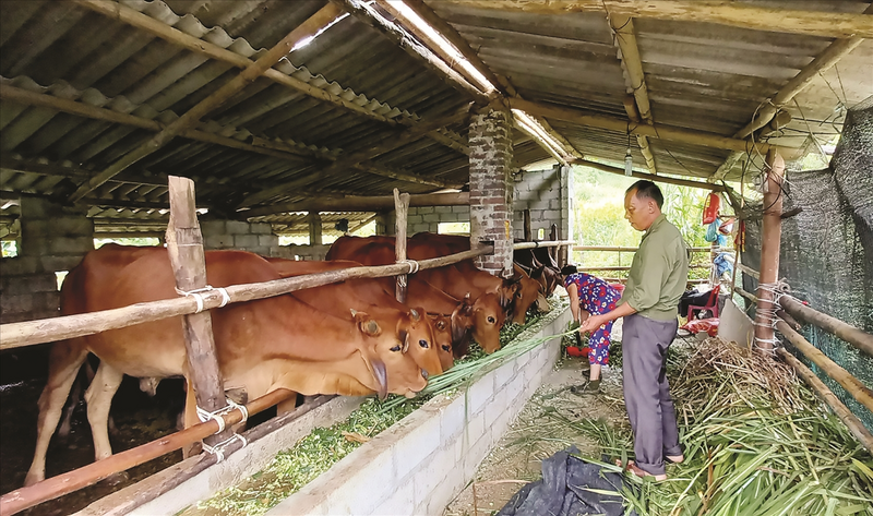 Người có uy tín Bế Văn Ly chủ mô hình phát triển kinh tế trang trại tổng hợp