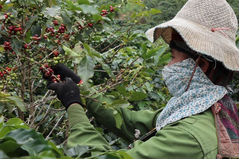 Aratay Coffee đã và đang đẩy mạnh phát triển sản xuất và du lịch (Ảnh: Aratay Coffee)