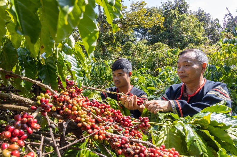 Gia Lai là thủ phủ của cà phê Tây Nguyên - sản phẩm sẽ được tăng giá trị nếu được chế biến sâu (Ảnh TTXVN)