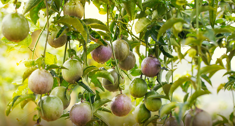 Nhà máy sẽ góp phần tăng năng lực chế biến sâu cho nông sản Gia Lai (Ảnh minh hoạ)