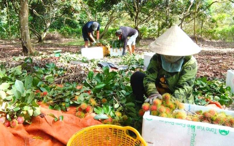 Vườn trồng chôm chôm của gia đình ông Hoàng Thác Sơn ở xã Thống Nhất, tỉnh Đồng Nai.