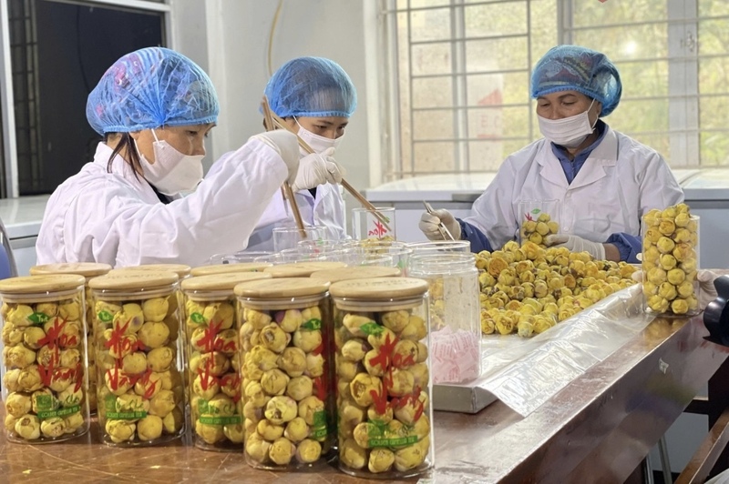 Nhiều sản phẩm nông nghiệp của đồng bào dân tộc thiểu số tỉnh Quảng Ninh không chỉ tiêu thụ thị trường trong nước mà còn xuất khẩu. Ảnh: CTV