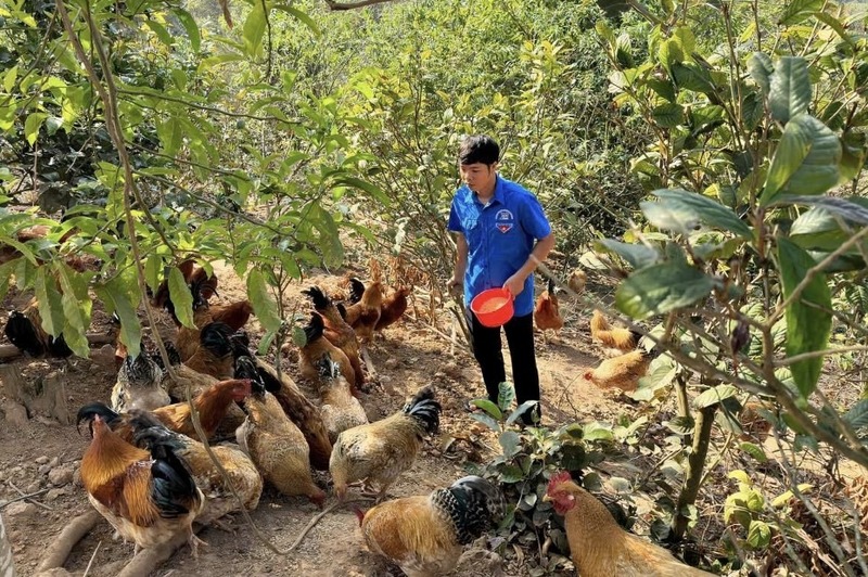 Nhiều thanh niên dân tộc thiểu số tại tỉnh Quảng Ninh làm giàu trên chính bản làng. Ảnh: CTV