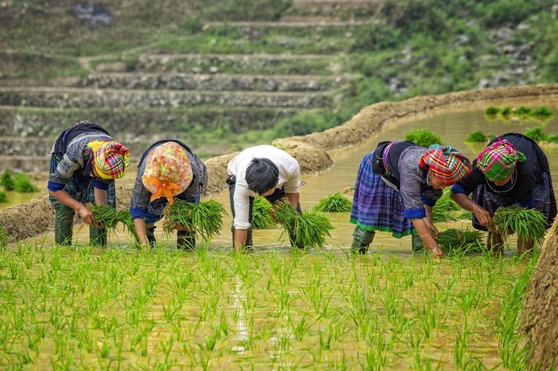 Đồng bào dân tộc thiểu số xã Mù Cang Chải trồng lúa trên những thửa ruộng bậc thang. Ảnh: Tuấn Anh