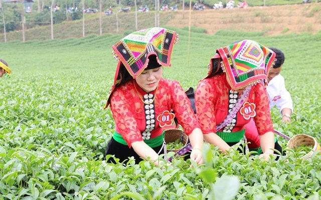 Chè bén rễ tại vùng đất Thuận Châu, Sơn La từ những năm 60 của thế kỷ trước. Ảnh minh họa