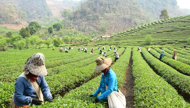 Chè mang lại thu nhập cao cho bà con vùng Phổng Lái. Ảnh minh họa