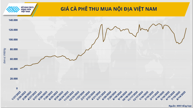Giá cà phê thu mua nội địa Việt Nam – Nguồn: MXV tổng hợp