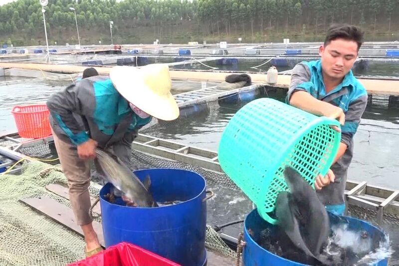 Người dân đang thu hoạch cá với sản lượng kích thước to. Ảnh: BTNMT