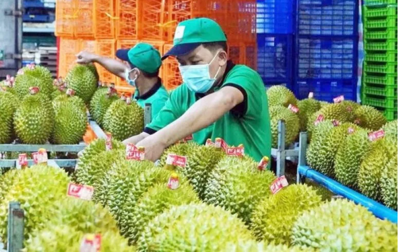 Kim ngạch xuất khẩu rau quả tháng 8 ước đạt 759 triệu USD, giảm hơn 11% so với cùng kỳ năm ngoái. Ảnh minh hoạ