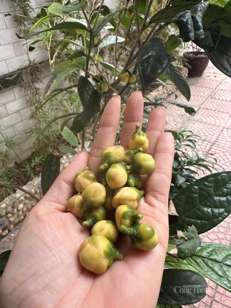 “Nữ hoàng trà” giúp nông dân Phú Thọ làm giàu trên chính mảnh đất quê hương mình.