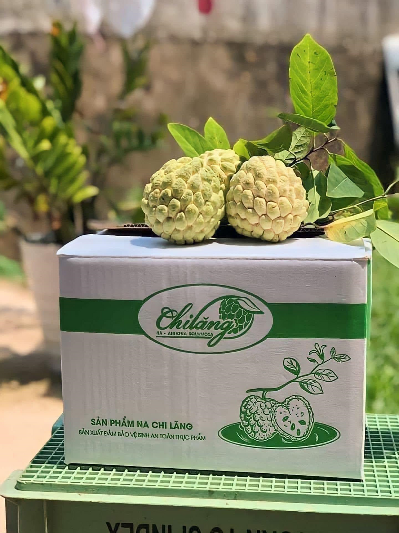 Sản phẩm na Chi Lăng hiện đã xây dựng được thương hiệu trên thị trường. Ảnh: H.H
