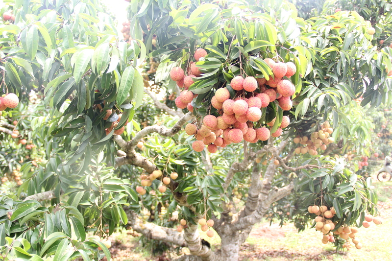 Phát triển nông nghiệp là một trong những thế mạnh của Bắc Ninh