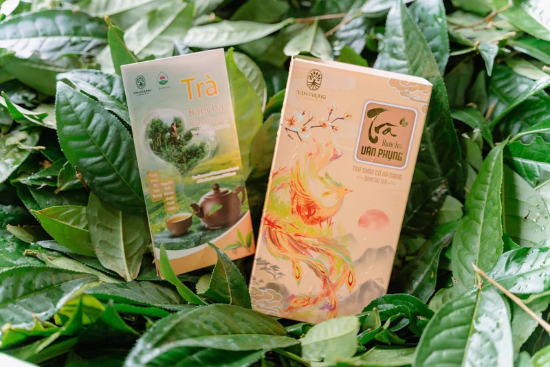 Một trong những sản phẩm chè Bancha của HTX Anh Tú. Ảnh: HTX Anh Tú